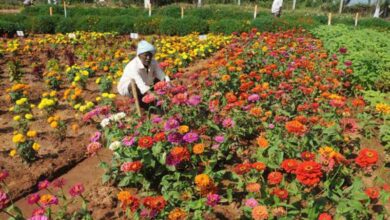 Horticulture Summit to be held at Rari Durgapura from February 1st.