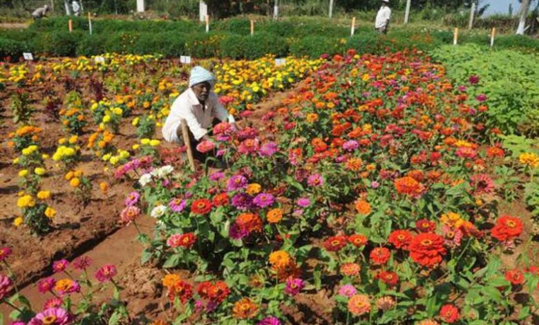 Horticulture Summit to be held at Rari Durgapura from February 1st.