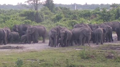 In Jashpur, there was a stir due to the terror of elephants, houses and crops were also destroyed.