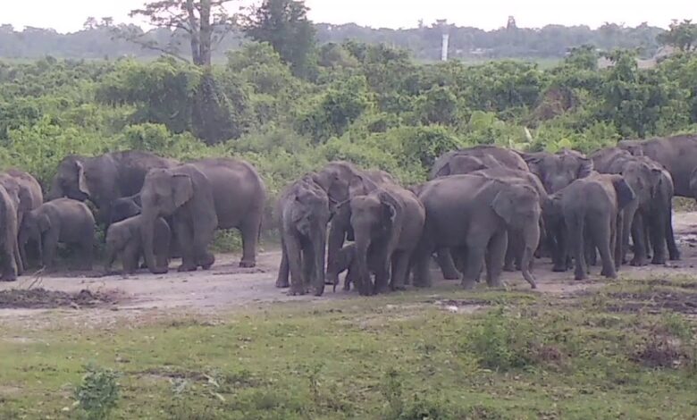 In Jashpur, there was a stir due to the terror of elephants, houses and crops were also destroyed.