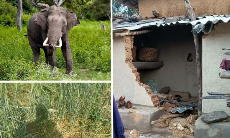 Villagers panic due to elephant terror, being made to remain alert.