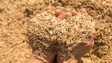 105 lakh 76 thousand metric tonnes of paddy lifted in the state.