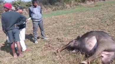 Wild boar and a buffalo died due to electrocution, villagers protested fiercely after the incident.