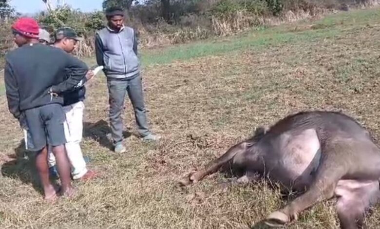 Wild boar and a buffalo died due to electrocution, villagers protested fiercely after the incident.