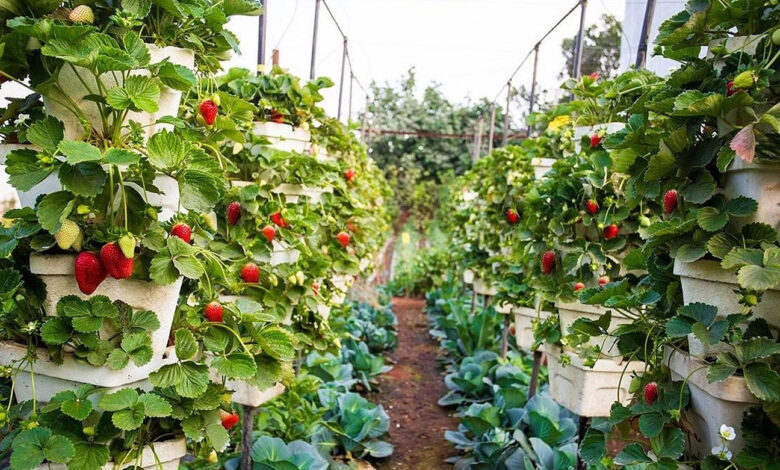 Farmers show interest in strawberry cultivation, wave of happiness among farmers due to good profits.