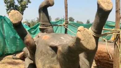 An elephant died after being electrocuted while wire was laid for hunting wild boars.