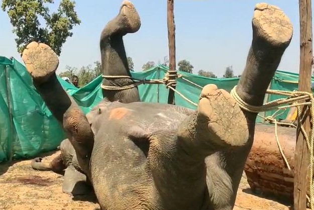 An elephant died after being electrocuted while wire was laid for hunting wild boars.