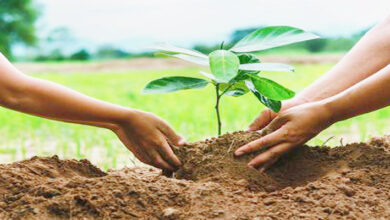 The health department will run a green-forest plantation campaign, 1 lakh saplings will be planted.