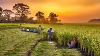 Agriculture Department to plant more than one lakh saplings under 'One Person One Tree' campaign.