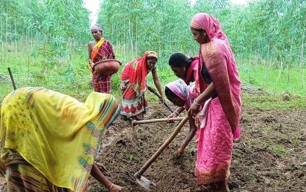 Bihaan Group's Didiyas moving forward towards turmeric cultivation.